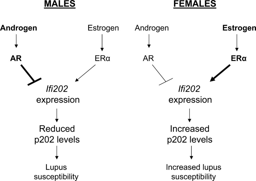 Estrogen and female orgasm