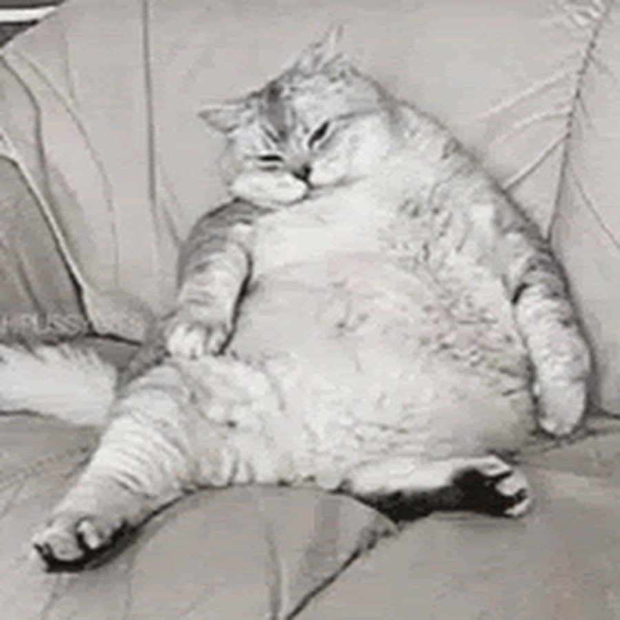 Fat cat lies on the couch