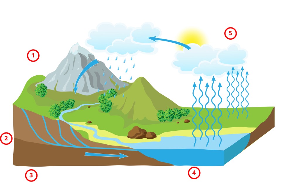Sprout in the desert