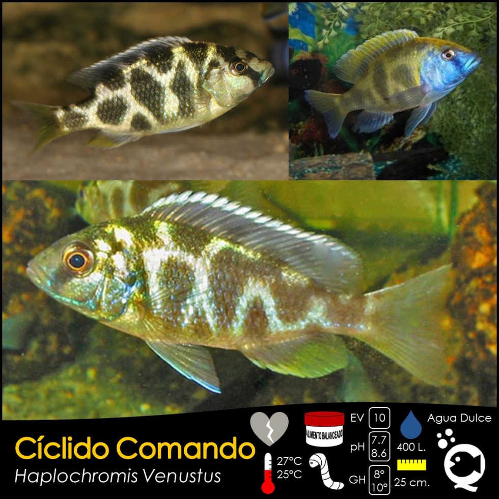 Jellyfish and alcohol joke