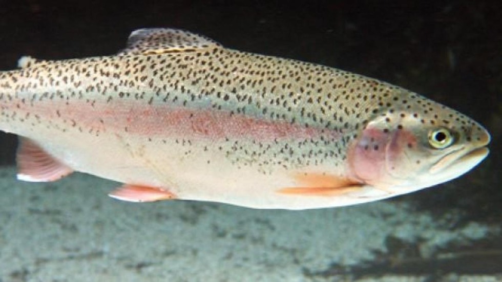 Boarding agama diet table