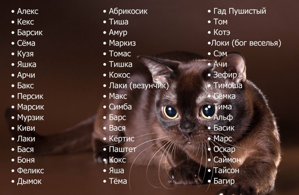 Nicknames for cats