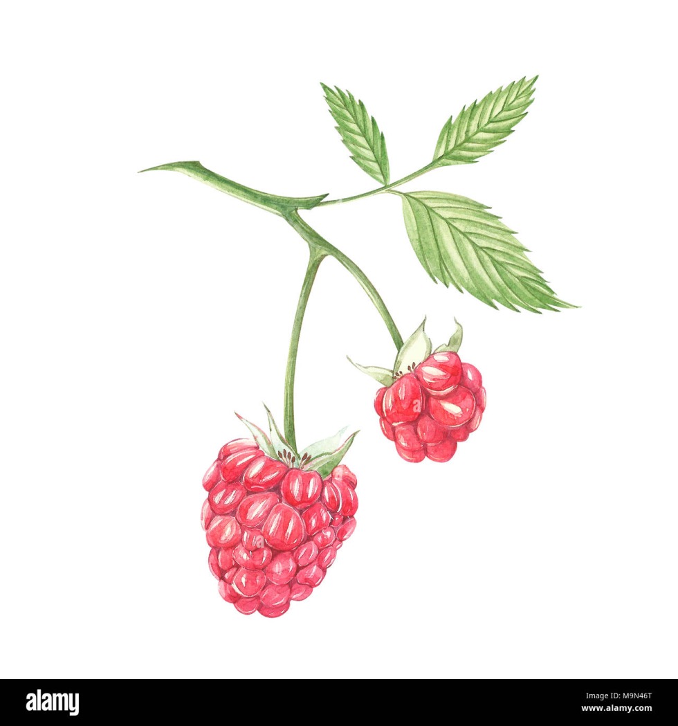 Raspberry art drawing