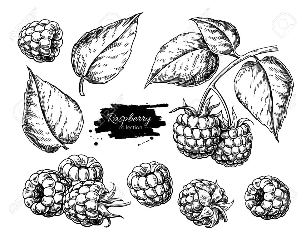 Berries sketch