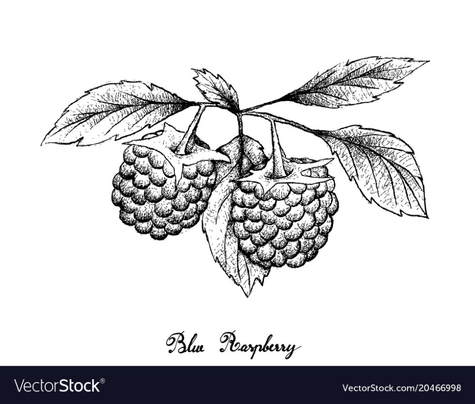 Raspberry sketches by hand