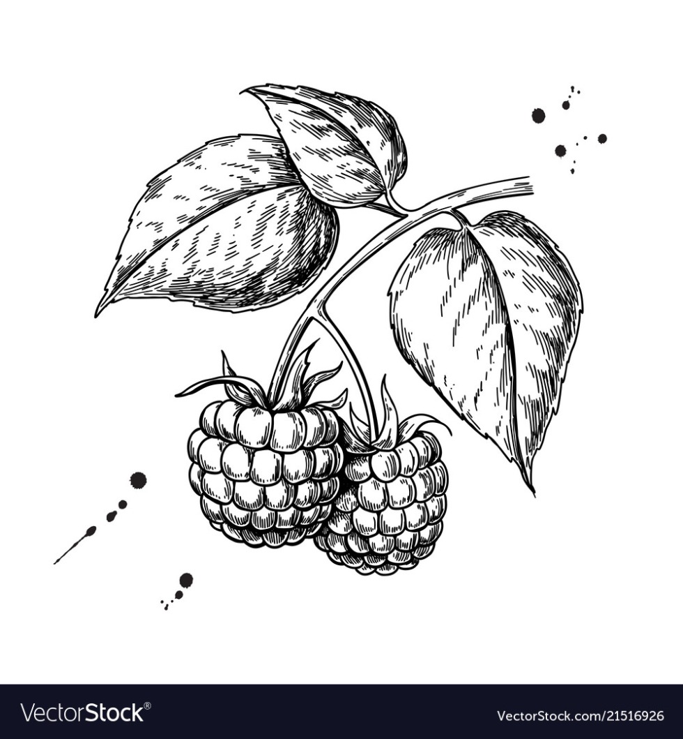 Raspberry drawing