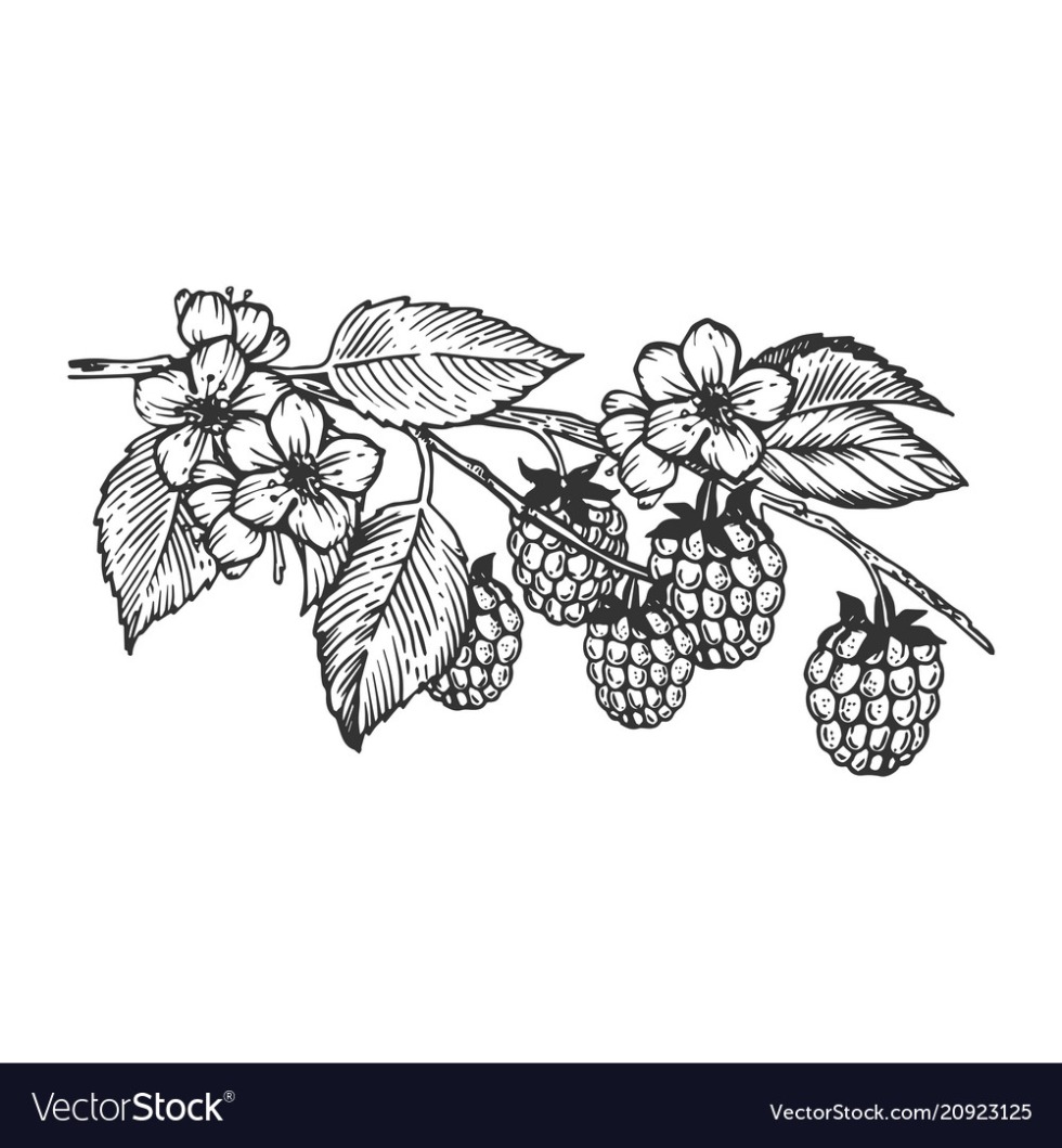 Blackberry Sketch Tattoo