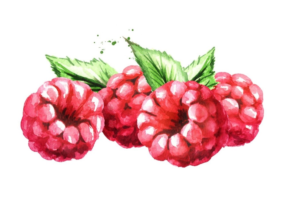 Raspberry drawing watercolor