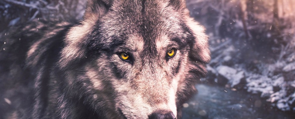 I will go to people wolf