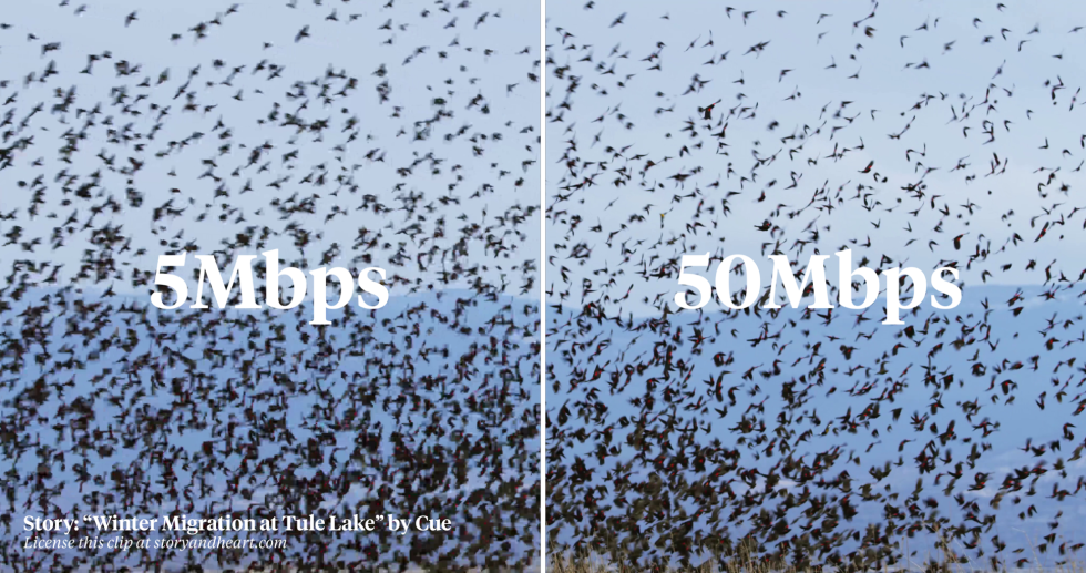 Water Lilies Film 2007