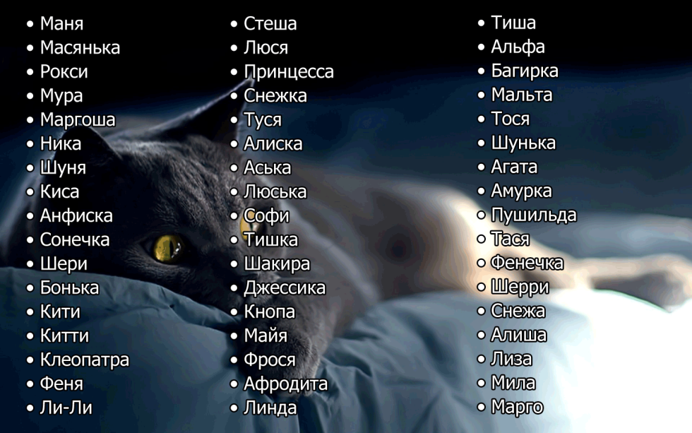 Cat names for girls Fit names for girls