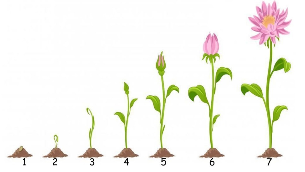 Flower growth stages for children