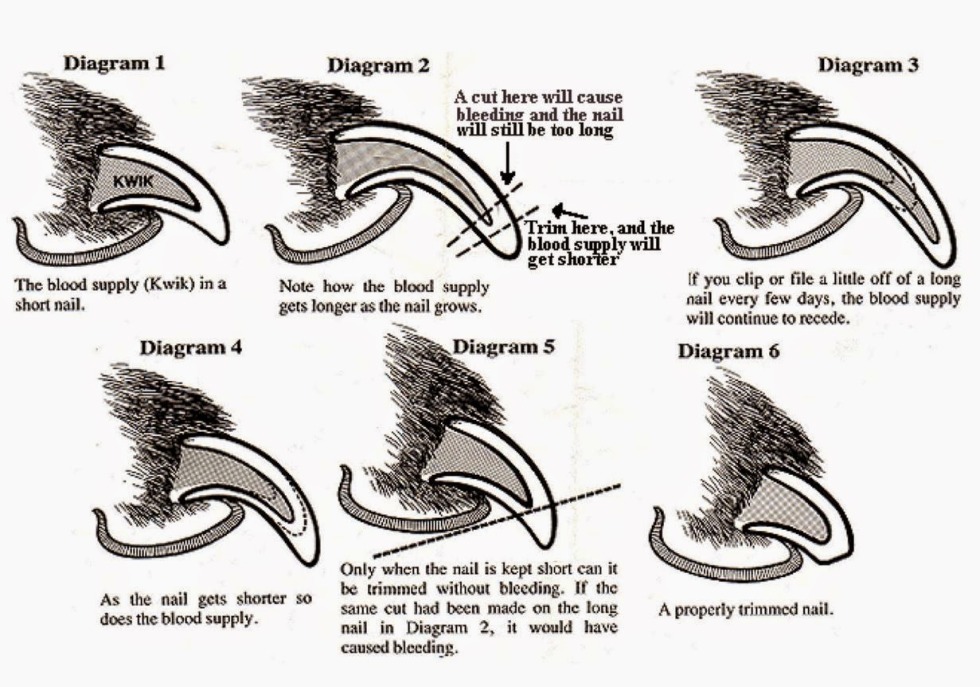 The structure of the dog's claw scheme