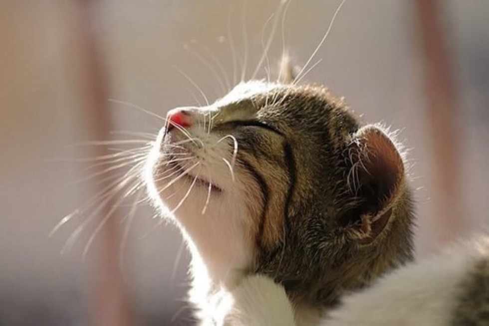 Read (SC51) Circle Six (Rokusyou Kokuu) Minnamo (Gosick) E