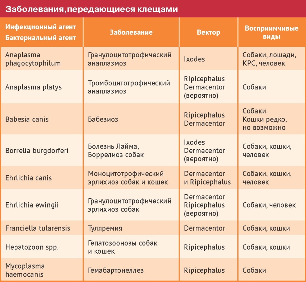 Buzines for cocktails