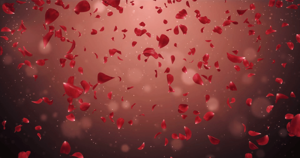 Rose petals on a dark background