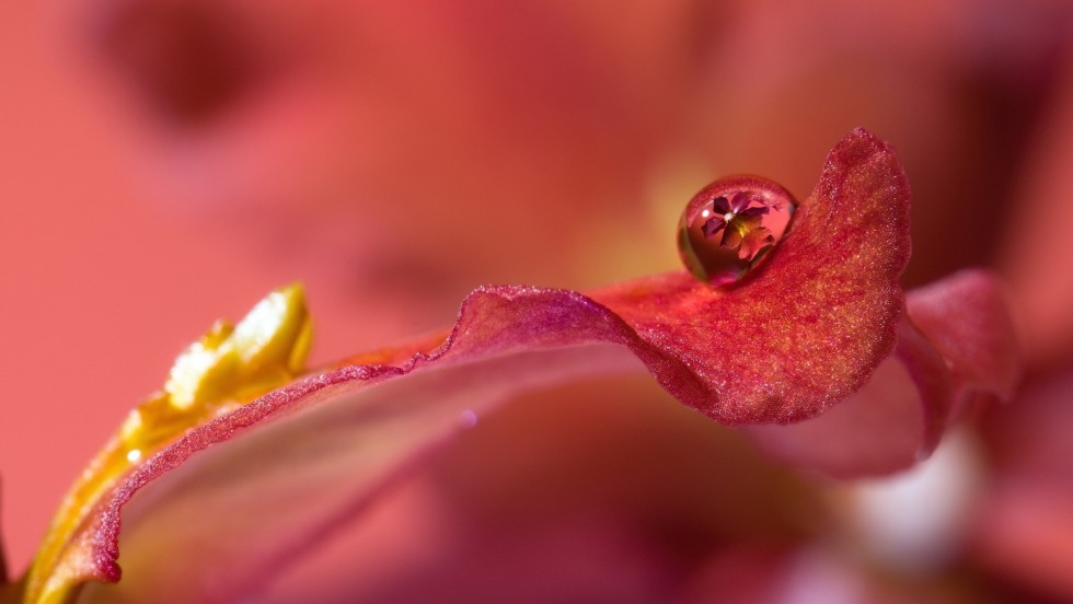 Beautiful macrophotography of flowers