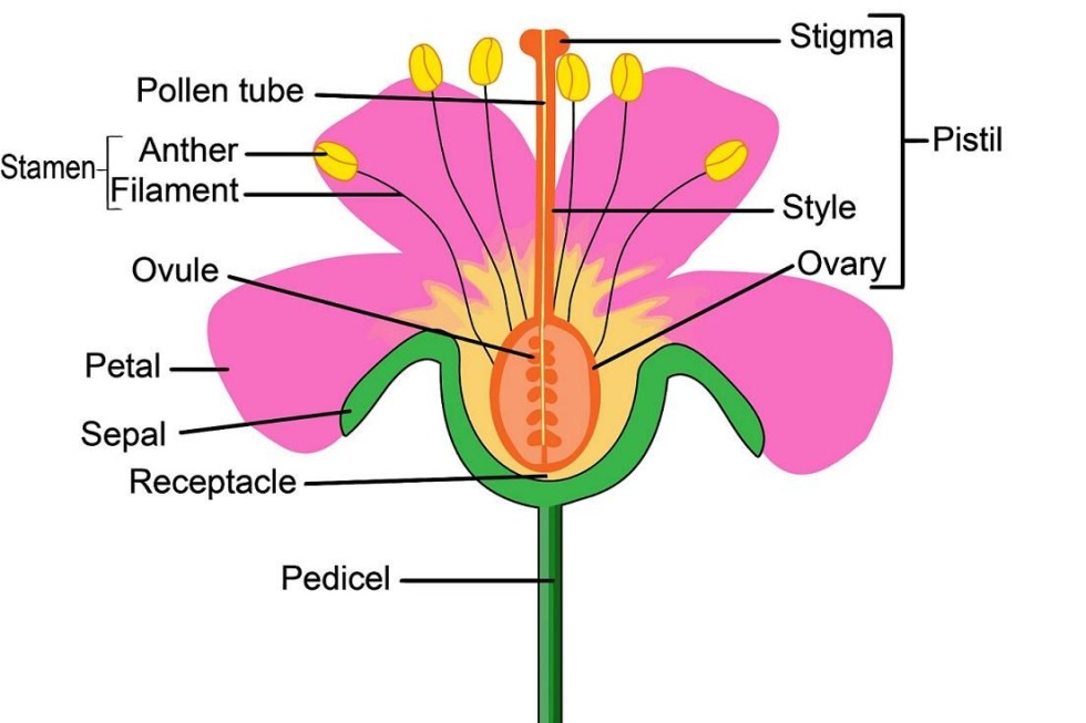How a flower arranges