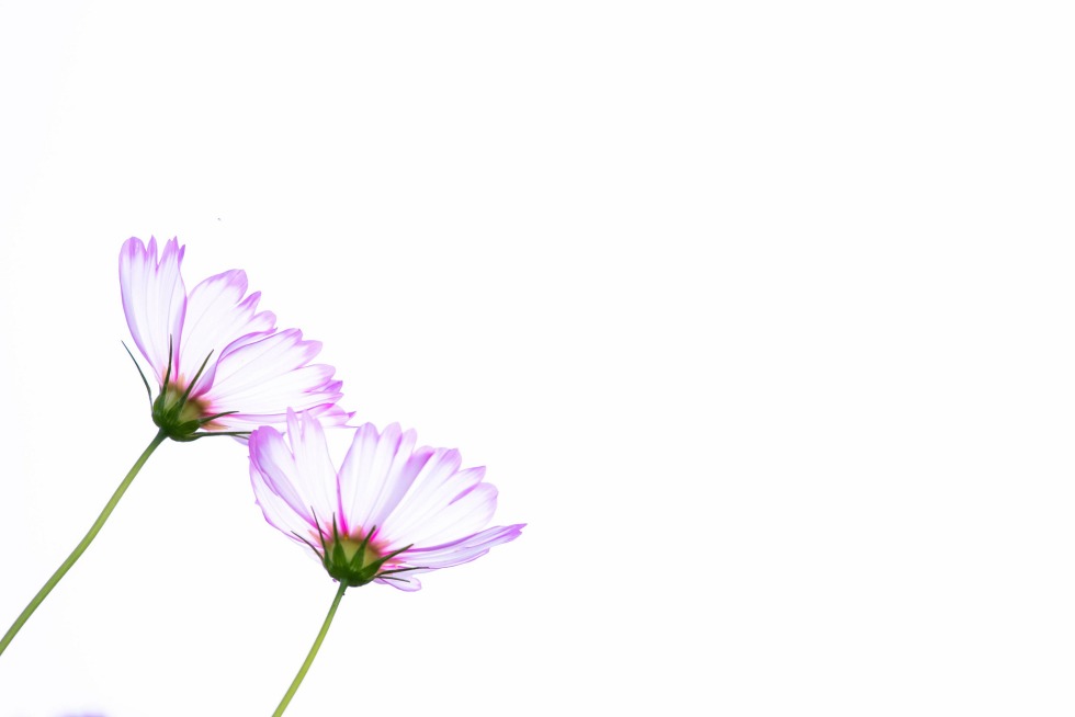 Flowers on a white background