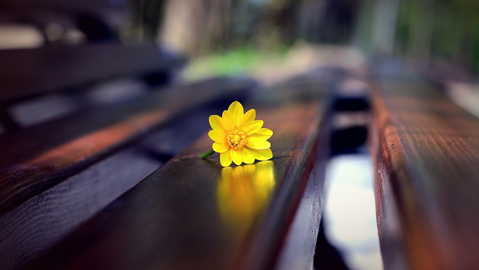 Flowers on the bench