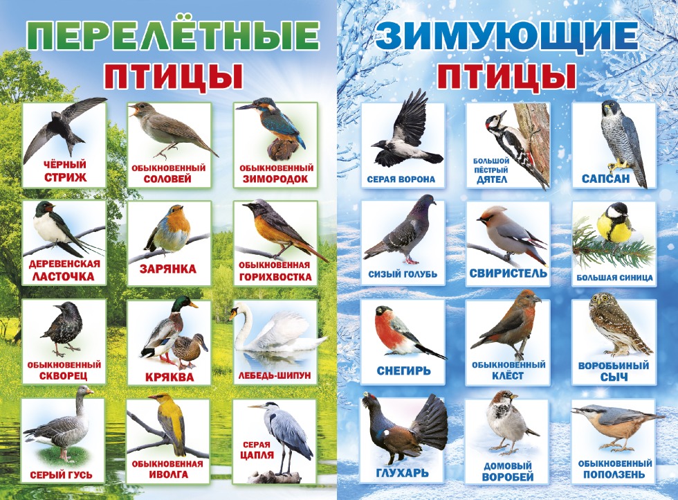 Migratory and non -transmitted birds for preschool children