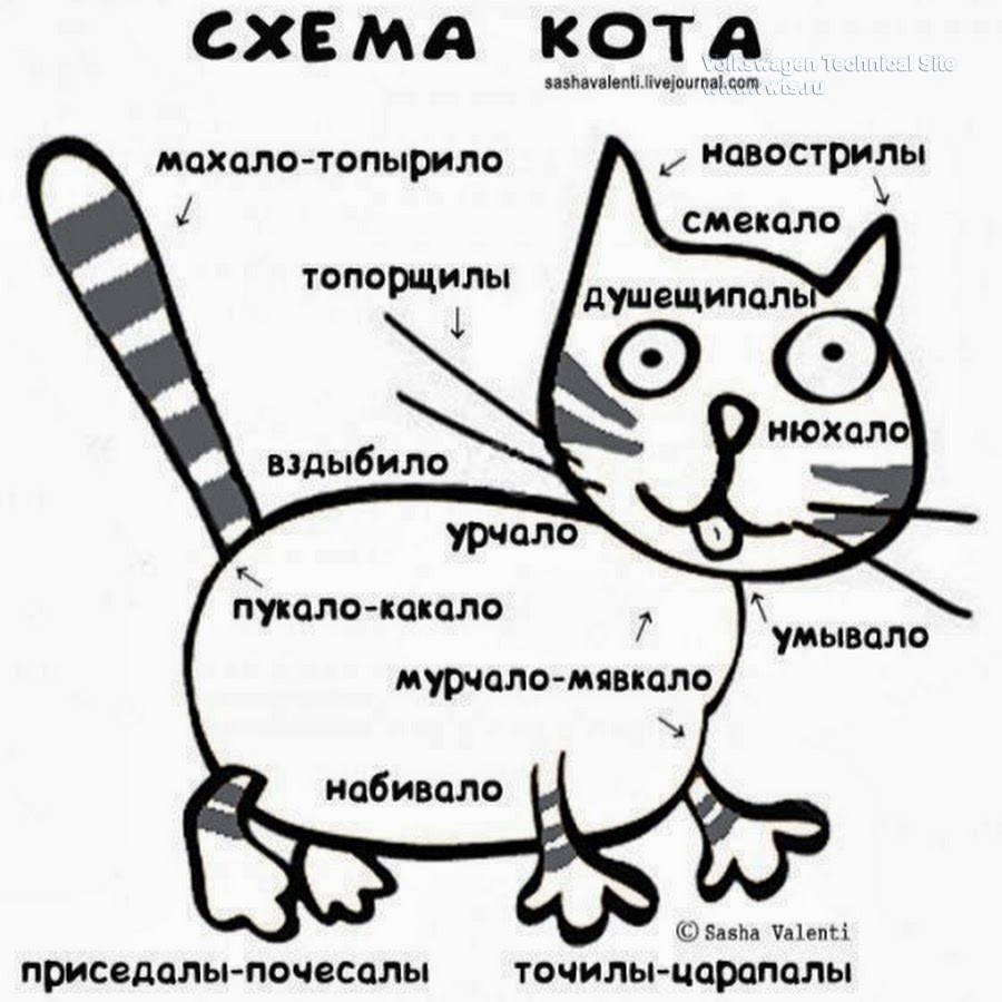The circuit diagram of the cat