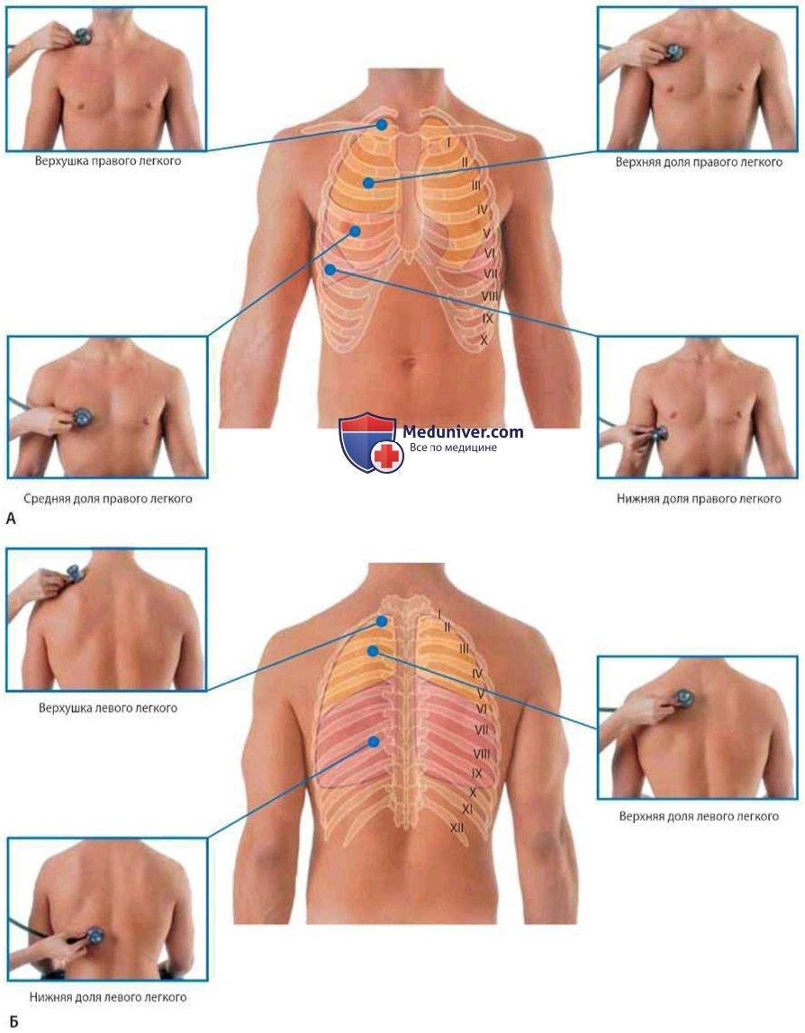 Heart Auscultation