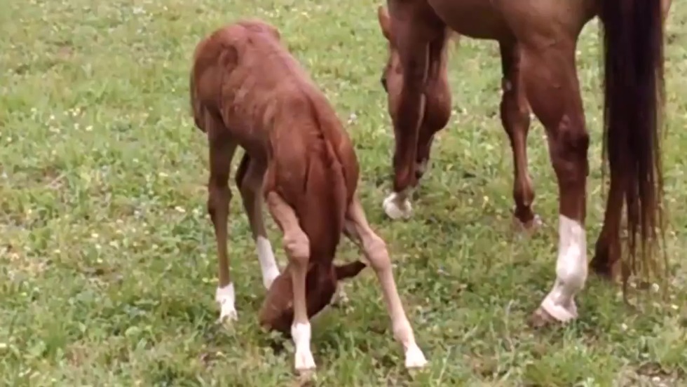 Anime magician healer new start 2