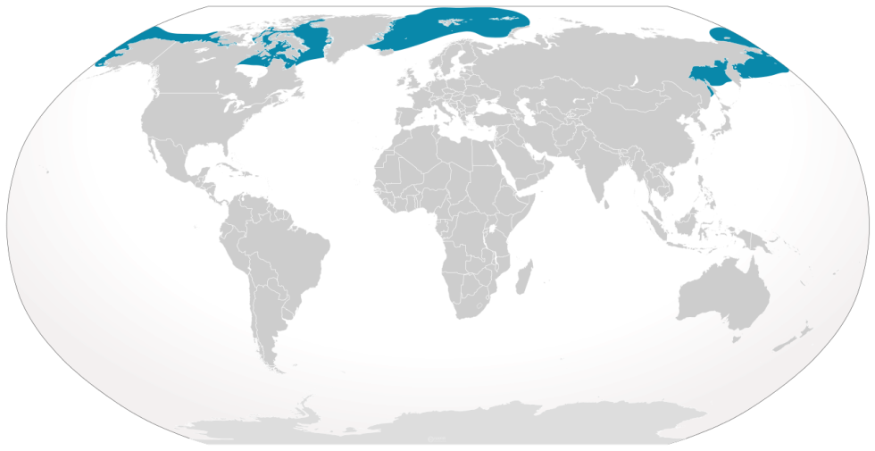 Online Learning Pros and Cons