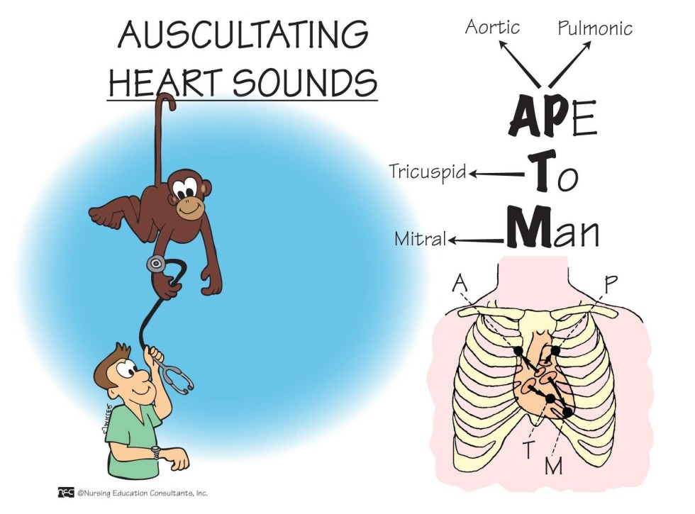 Auscultation of the light point of listening