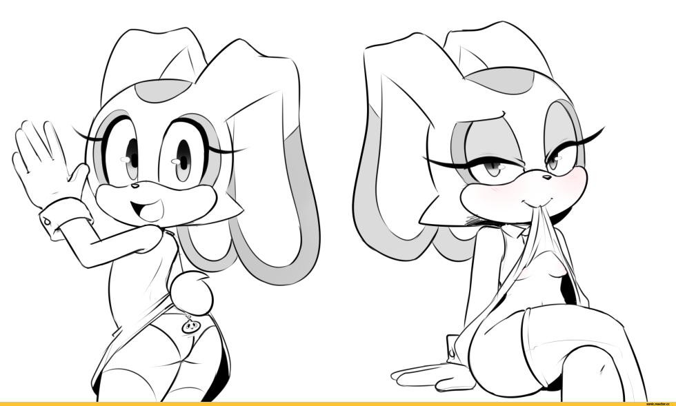 Black cloak Drake Mallard 2017