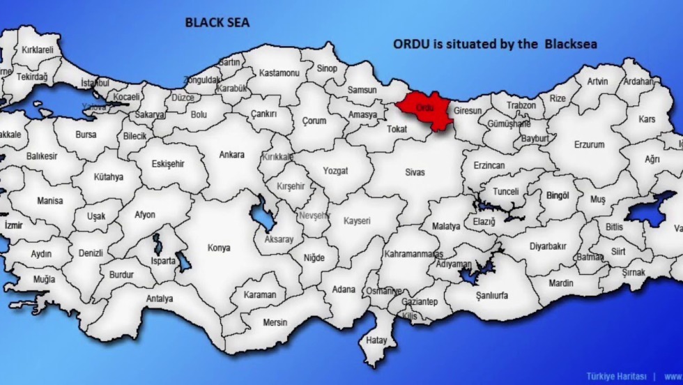 Cins parsley coriander difference