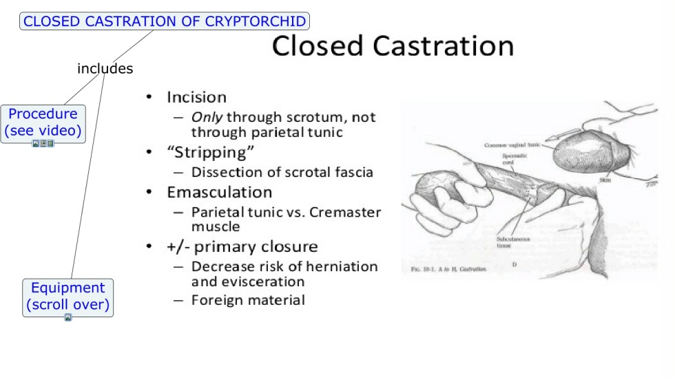 Castration Pooptomy comics