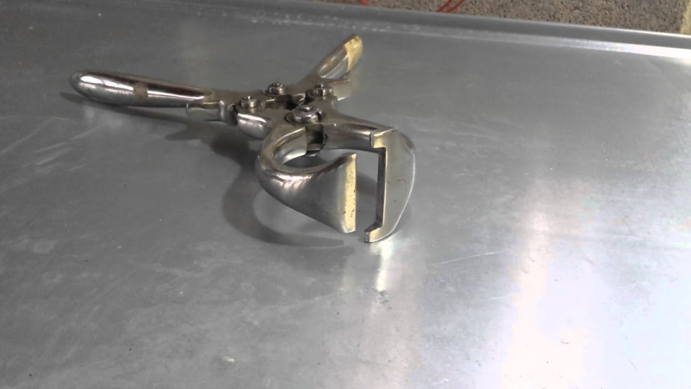 Miss Ruby Rage (Pixie) Burdizzo Castration