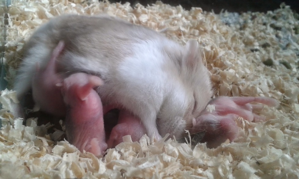 Cum on his wife on his stomach Homemade