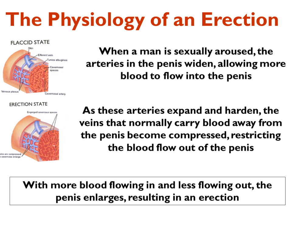 Erectile Dysfunction Blood Flow