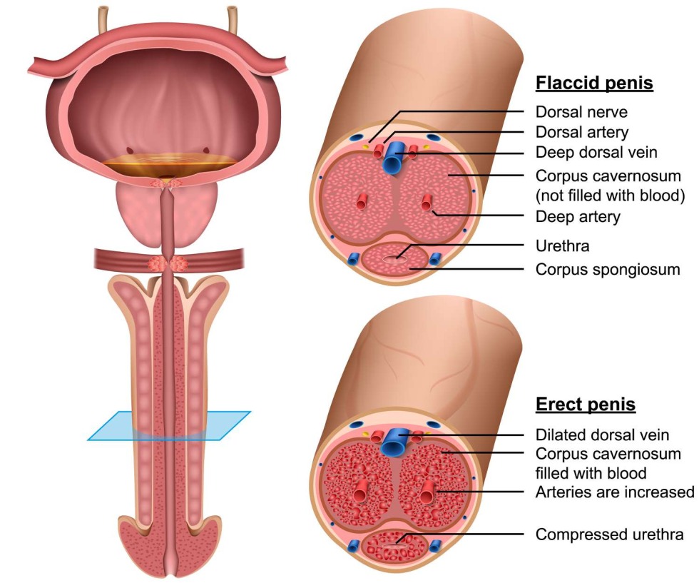 Urine channel in men