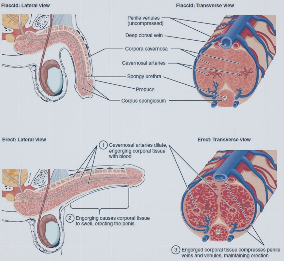 The structure of the penis anatomy