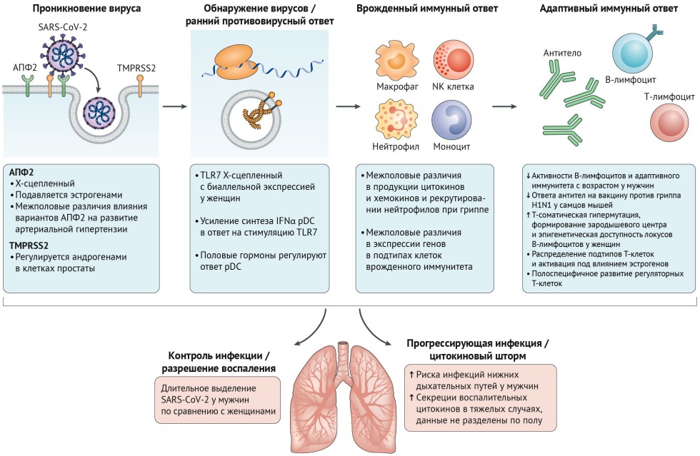 Hormonal therapy scheme for mtf