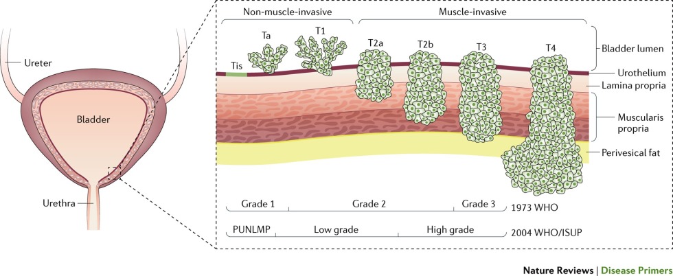 Composition of the Human Body