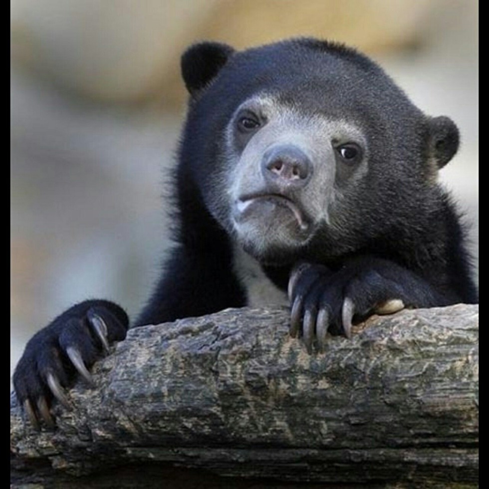 Fidi Chabbie Gerls Tolstaya