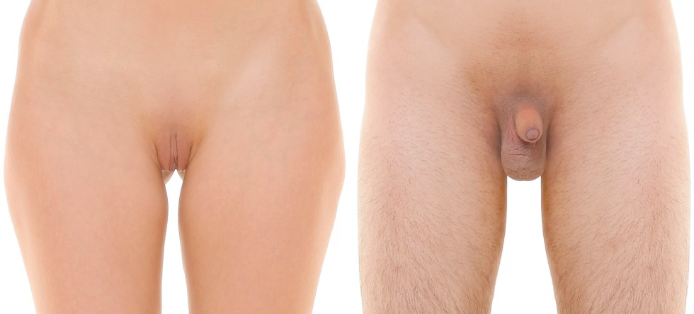 Genitals of a trimmed woman
