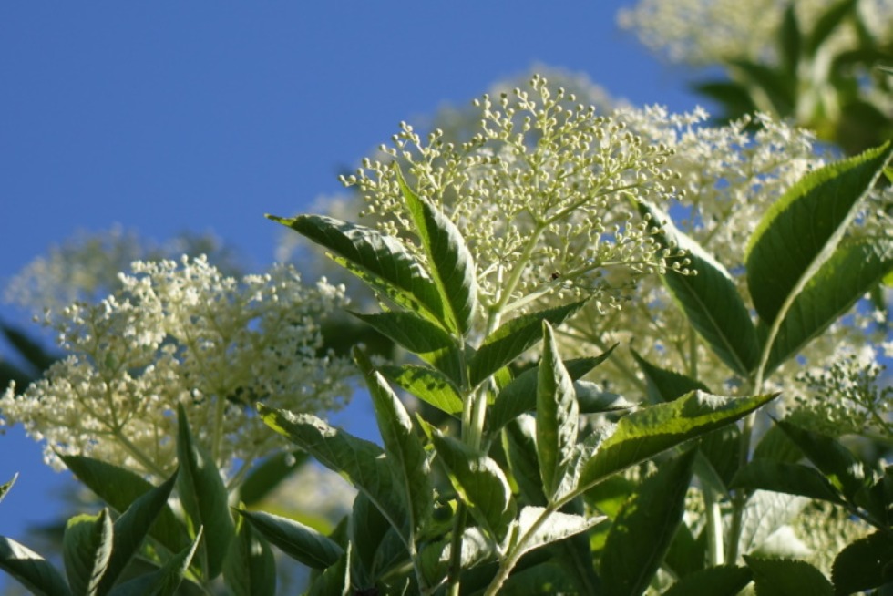 Model Anneli Herthitsen