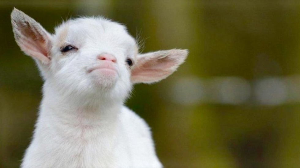 The goat was offended