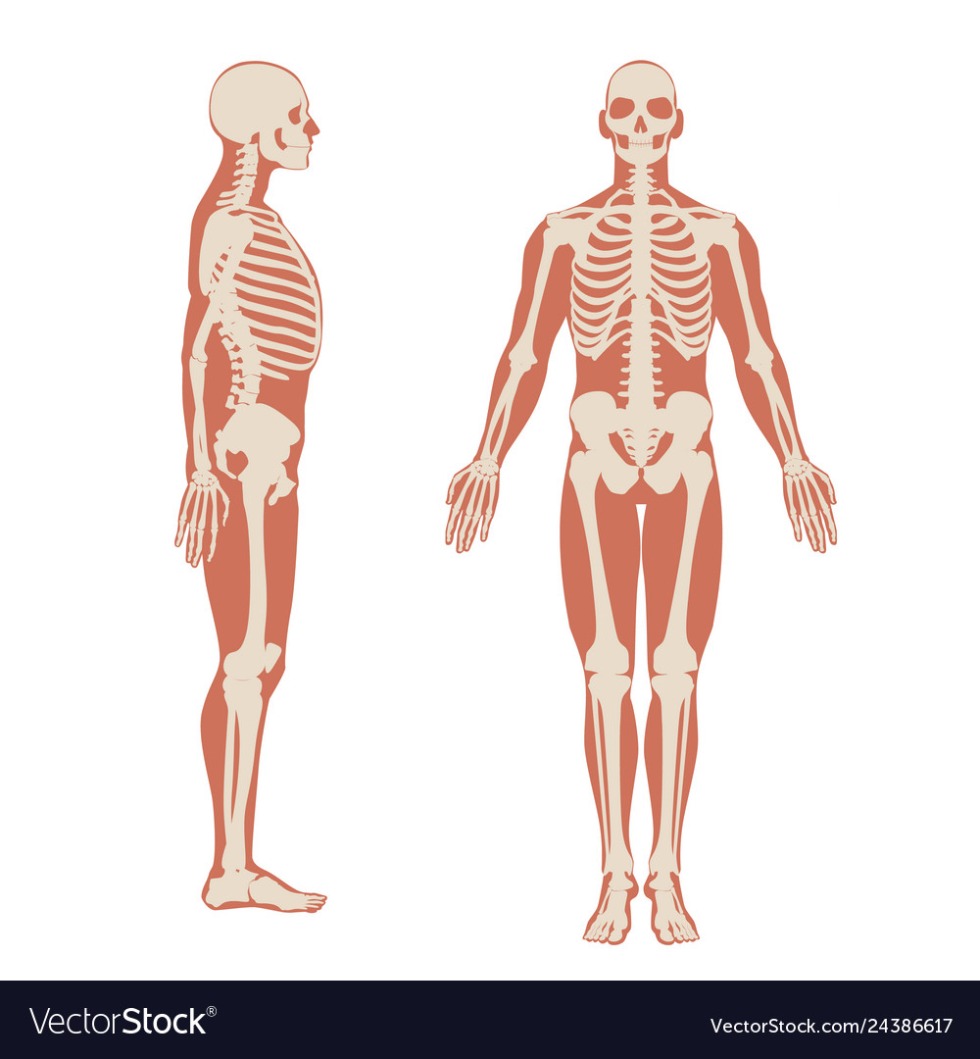 Human skeleton with the silhouette of the human body