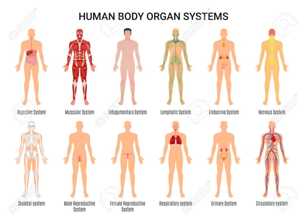 Human body systems