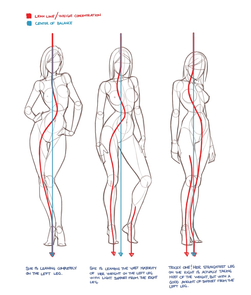 The structure of the female body anatomy