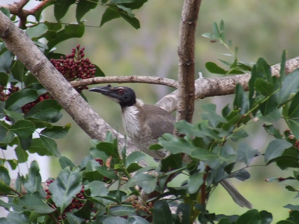 Samantha Saint Pornstar