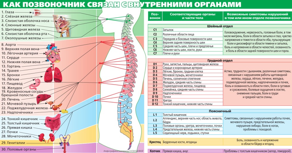Innervation of the thoracic spine
