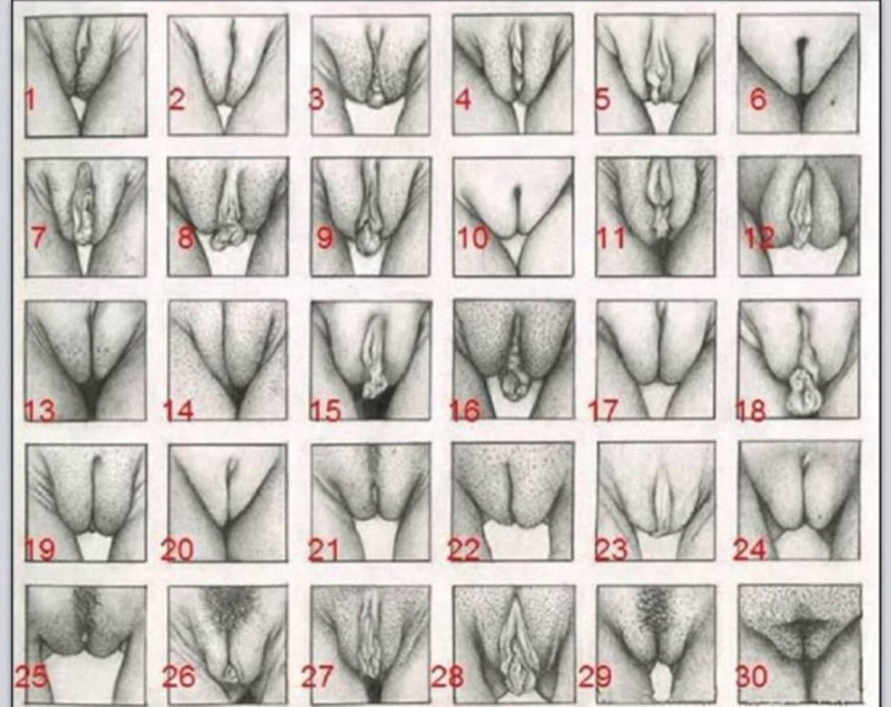 The structure of the female vagina